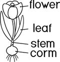 Parts of plant ÃÂoloring page.